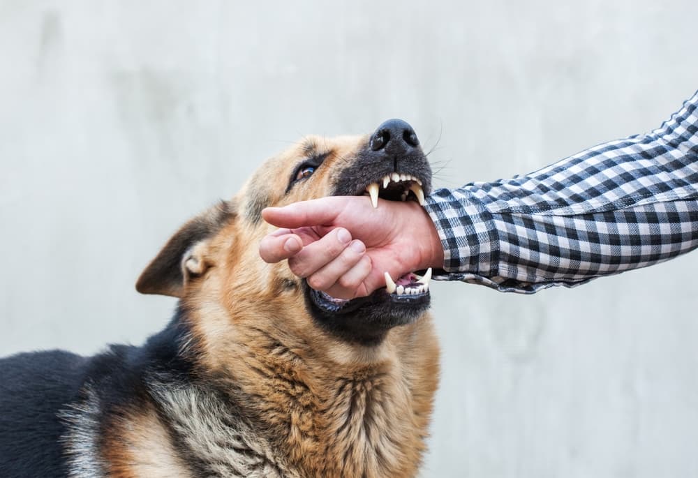 content-v3-img (1) Dog biting a person’s arm during an attack in Atlanta, GA.