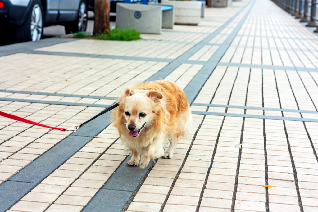Small leashed dog walking on a public paved sidewalk, illustrating Tennessee's strict liability rule for dog bites on public property